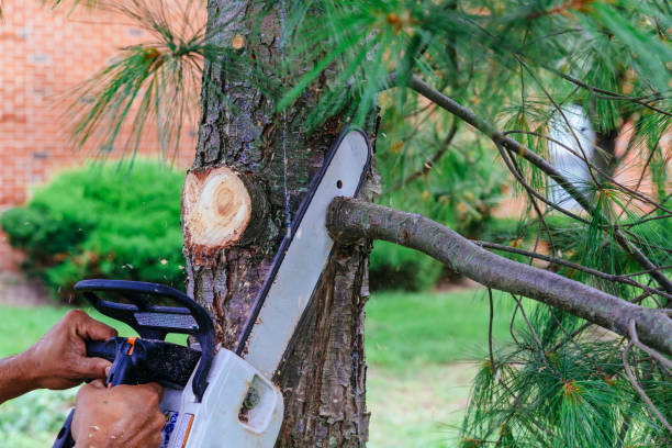 Professional Tree Service in Hertford, NC